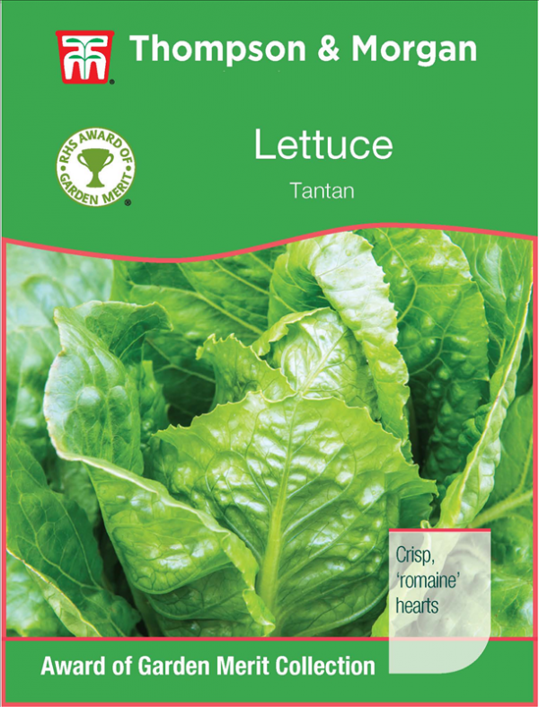 Lettuce Tantan