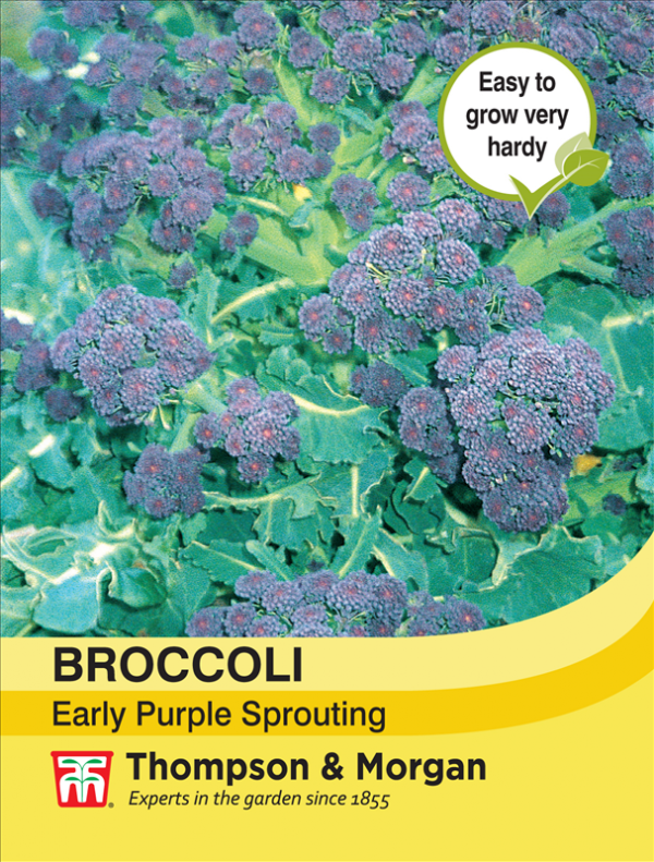 Broccoli Early Purple