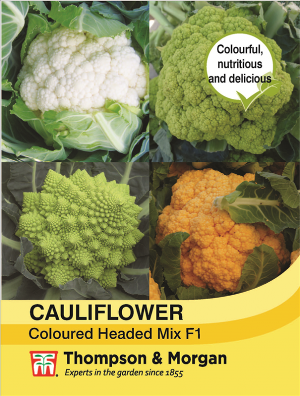 Cauliflower Coloured Mix F1