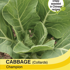 Cabbage Collards Champion