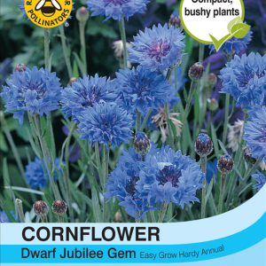 Cornflower Dwarf Jubilee Gem