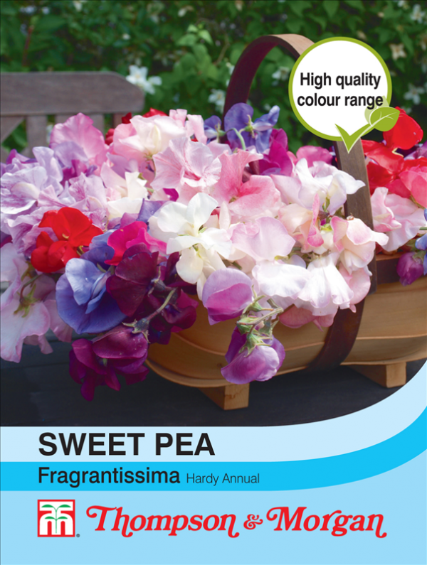 Sweet Pea Fragrantissima