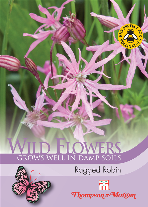 Wild Flower Ragged Robin