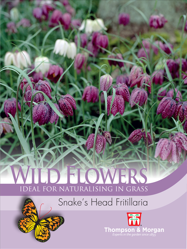 Wild Flower Snakes Head
