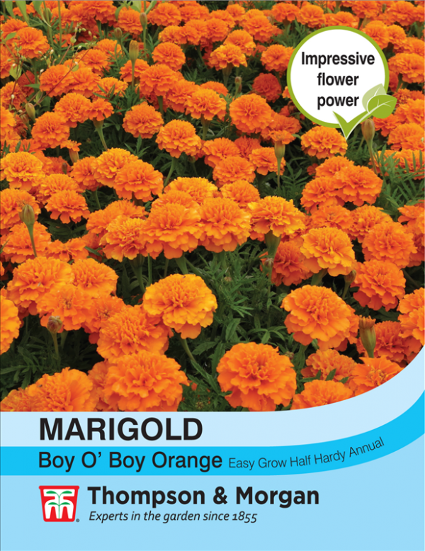 Marigold Boy O Boy Orange