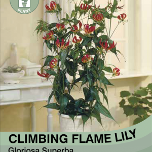 Climbing Flame Lily