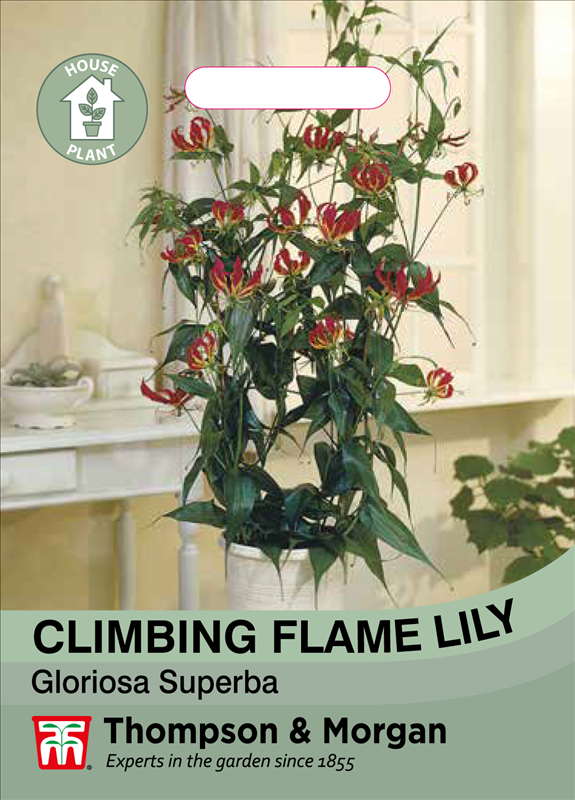 Climbing Flame Lily