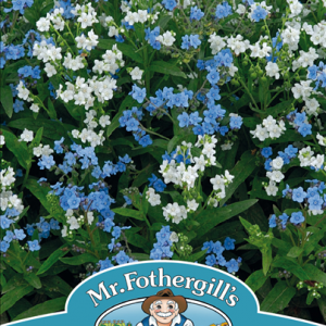 Chinese Forget-Me-Not Chill Out
