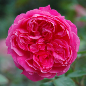 Ivors Rose Rose