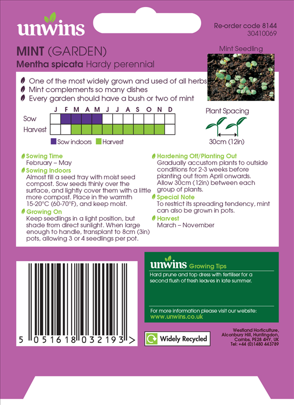 Herb Mint (Garden)