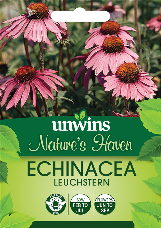 Echinacea Leuchstern