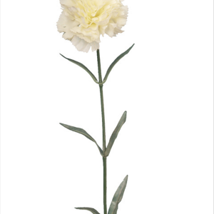 Carnation Cream