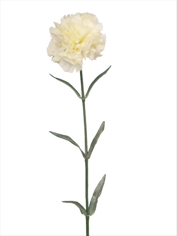 Carnation Cream