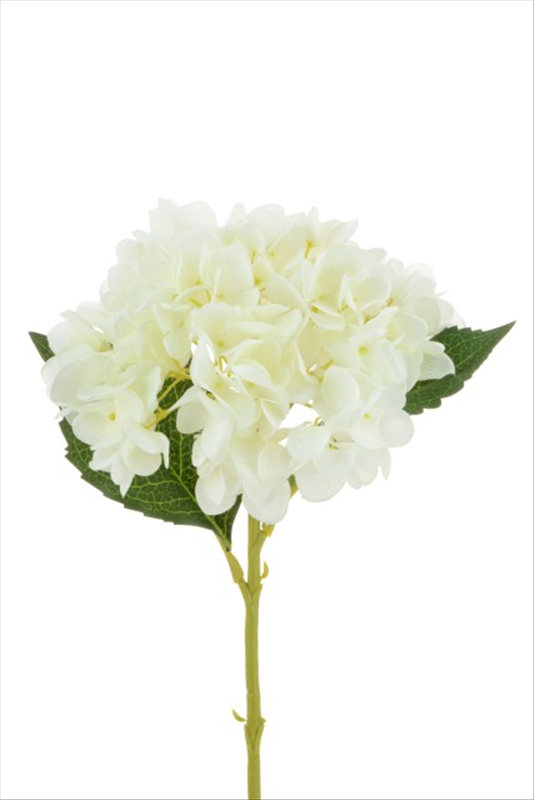 Hydrangea Stem White