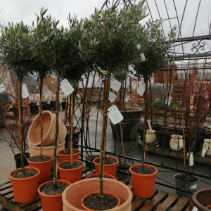 Standard Olive Tree 140-160cm