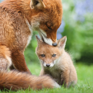 Fox & Cub Card