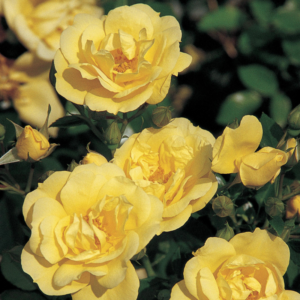 Flower Carpet Rose - Gold