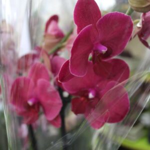 Orchid Mix 2 stk