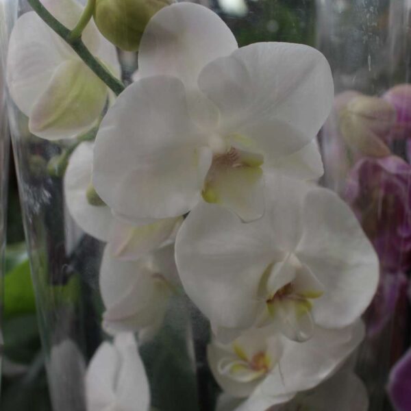 Orchid Mix 2 stk