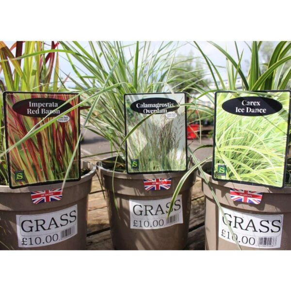 Grasses Selection