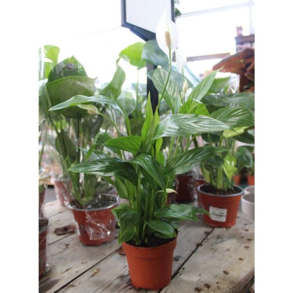 spathiphyllum 'peace lily' sm