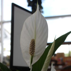Spathiphyllum 'Peace Lily' Lrg