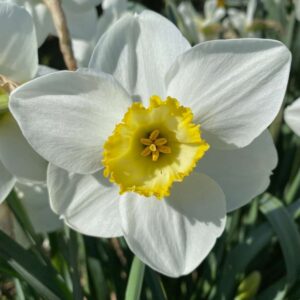 Narcissus Eminent 10 Bulbs