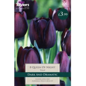 Tulip Queen Of Night 8 Bulbs