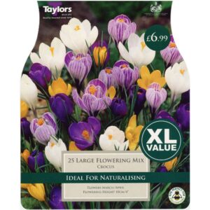 Crocus Large Flowering Mix 25 Bulbs