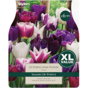 Tulip Purple Rain Fusion 25 Bulbs