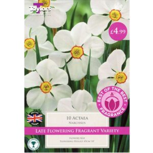 Narcissus Actaea 10 Bulbs