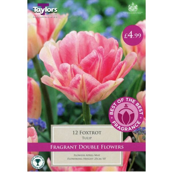 Tulip Foxtrot 12 Bulbs