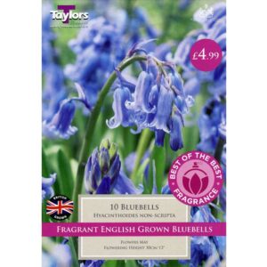 English Grown Bluebells 10 Bulbs