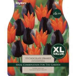Chocolate Orange 15 Bulbs
