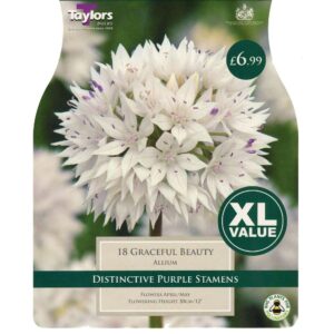 Allium Graceful Beauty 18 Bulbs