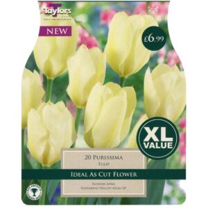 Tulip Purissima 20 Bulbs