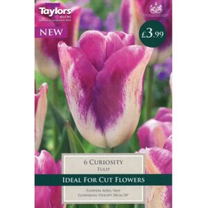 Tulip Curiosity 6 Bulbs