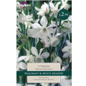 Narcissus Thalia 5 Bulbs