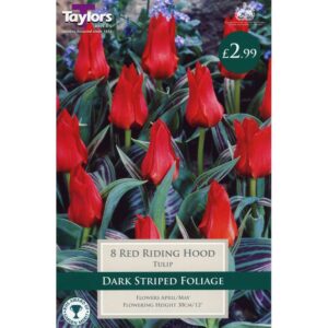 Tulip Red Riding Hood 8 Bulbs