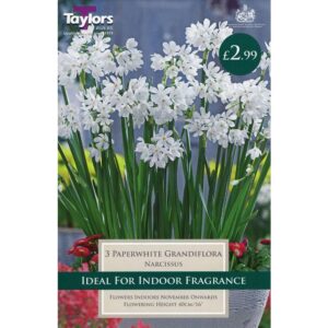 Narcissus Paperwhite 3 Bulbs