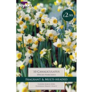 Narcissus Canaliculatus 10 Bulbs
