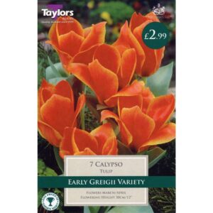 Tulip Calypso 7 Bulbs