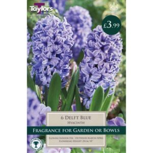 Hyacinth Delft Blue 6 Bulbs