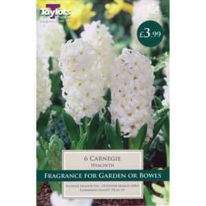 Hyacinth Carnegie 6 Bulbs