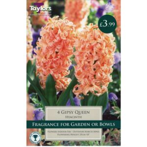 Hyacinth Gipsy Queen 4 Bulbs