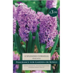 Hyacinth Splendid Cornelia 4 Bulbs