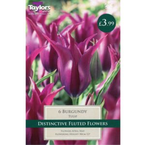 Tulip Burgundy 6 Bulbs