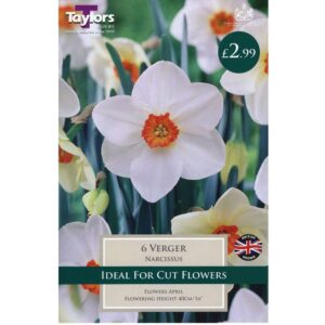 Narcissus Verger 6 Bulbs