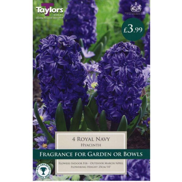Hyacinth Royal Navy 4 Bulbs