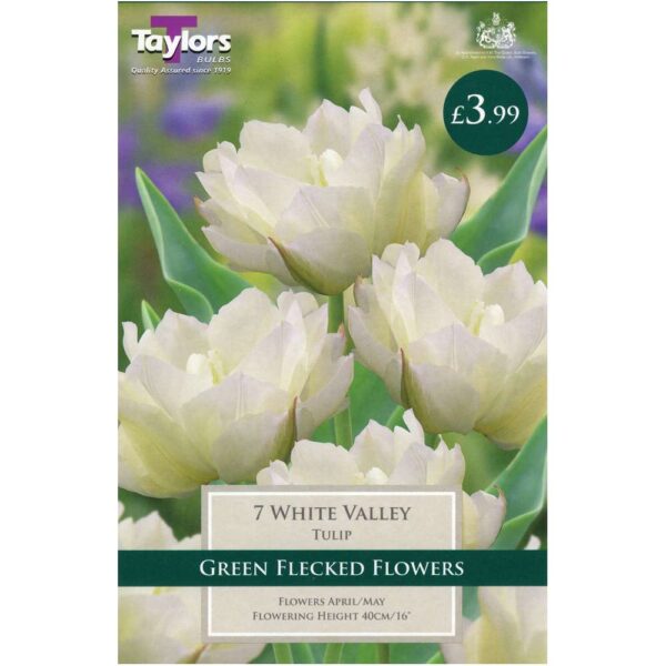 Tulip White Valley 7 Bulbs
